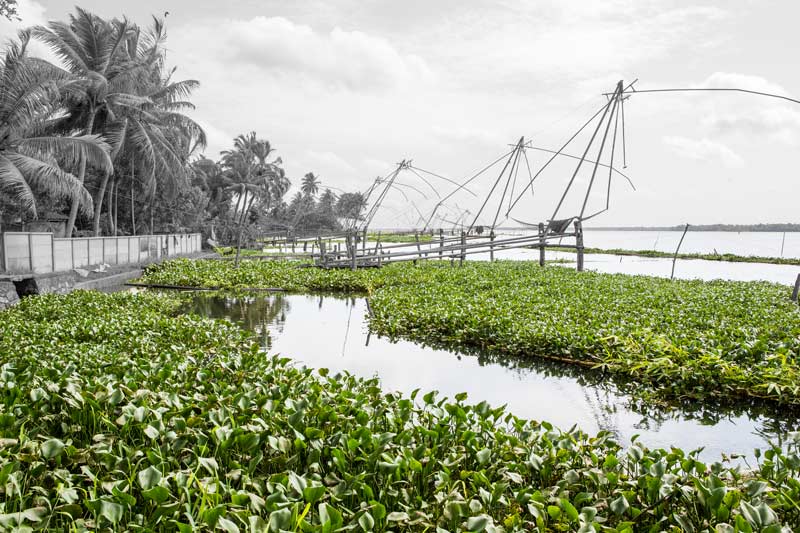 Water hyacinth proliferating in Vembanad Lake in Alappuzha district, Kerala